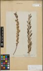 Foto von Salix repens subsp. incubacea (L.) A. Neumann
